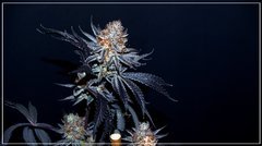 FLO+77 Buddha Kush OG#2 b .JPG