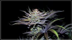 FLO+77 Miss Orange Nectar#2 a .JPG