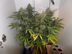 maman querkle F1 du cross querkle f2