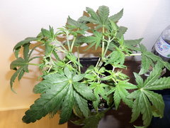 Amnesika2.0 X Querkle F1 CROSS HM