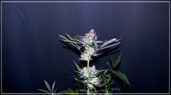 FLO+77 Buddha Kush OG#3 a .JPG