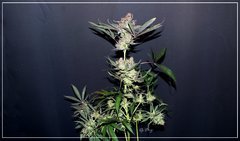FLO+77 Buddha Kush OG#3 c .JPG