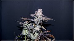 FLO+77 Peach Tree #2 a .JPG