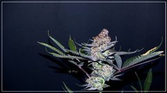 FLO+77 Buddha Kush OG#3 b .JPG