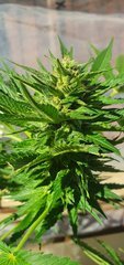 Purple bud #2