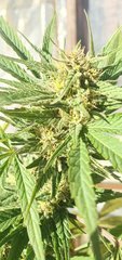Cbd Punch #4