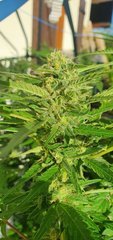 Golden goat #1