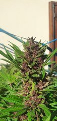 Red mandarine #1