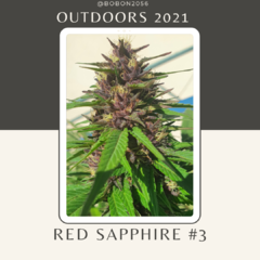 Red sapphire #3 outdoors 2021