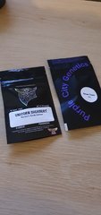 Cult Classic Seed/Purple City Genetics