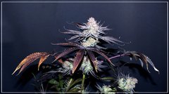 FLO+77 Peach Tree #3 a .JPG