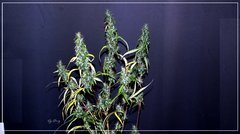 FLO+77 Maharaja Haze#1 a .JPG