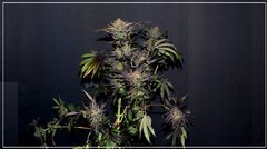 FLO+77 Miss Orange Nectar#2 c.JPG