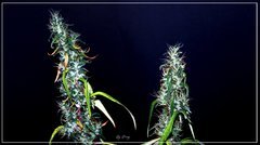 FLO+77 Maharaja Haze#1 c .JPG