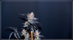 FLO+77 Buddha Kush OG#2 a .JPG