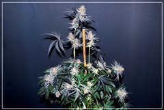 FLO+77 Buddha Kush OG#2 c .JPG