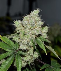 Gorilla Bubble BX2 de Tony Green tortured beans