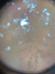 IMG_20211002_085240.jpg