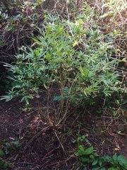 IMG_20211002_091129.jpg