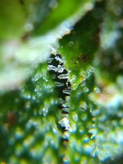 IMG_20211010_101552.jpg