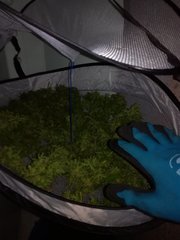 IMG_20211010_214355.jpg
