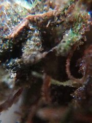IMG_20211012_090546_1.jpg
