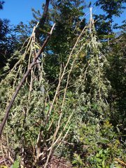 IMG_20211014_102433.jpg