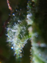 IMG_20211014_194621.jpg