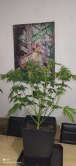 IMG_20211027_210405.jpg