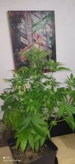 IMG_20211027_210423.jpg