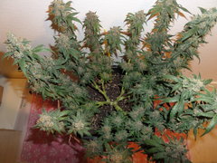 triple berry f2 terre
