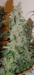 triple berry f2 terre