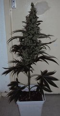 Jack the ripper tga#1 11l coco (Hesi)