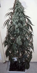 Jack the ripper tga#2 11l coco (Hesi)