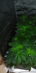 giphy.gif