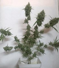 amnesika coco hesi