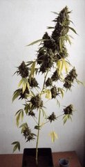 hashplant warlock coco