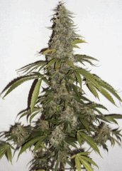 pilu peyote coco