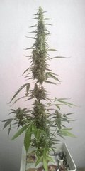 sugarpop coco