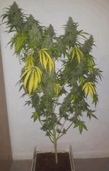 hashplant warlock coco