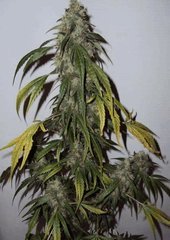pilu peyote coco