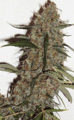hashplant warlock coco