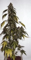 pilu peyote coco