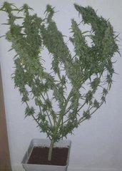 k13 haze coco