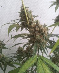 Bud amnesika 2.0 coco