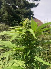 weed11.jpg
