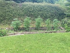weed3.jpg