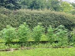 weed5.jpg