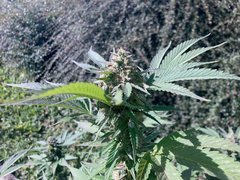weed9.jpg