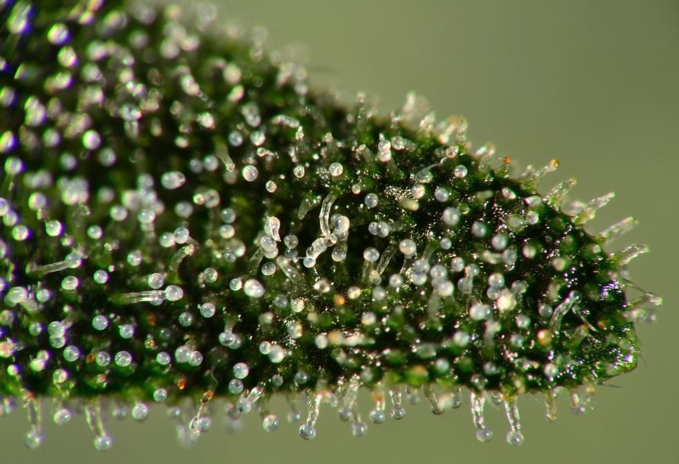 1751756592_Trichomes1.jpeg.f1979916293c9bd0b0ba0f330250b70f.jpeg